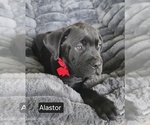 Small #6 Cane Corso