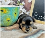 Small #6 Morkie