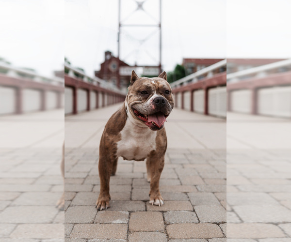 Medium Photo #1 American Bully Puppy For Sale in SOUTH BEND, IN, USA