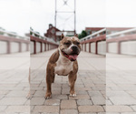 Small Photo #1 American Bully Puppy For Sale in SOUTH BEND, IN, USA