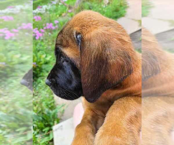 Medium Photo #1 Mastiff Puppy For Sale in CRYSTAL, MN, USA