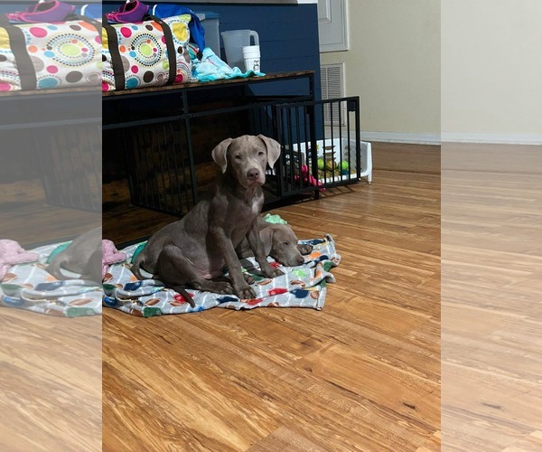 Medium Photo #2 Weimaraner Puppy For Sale in Brooksville, FL, USA