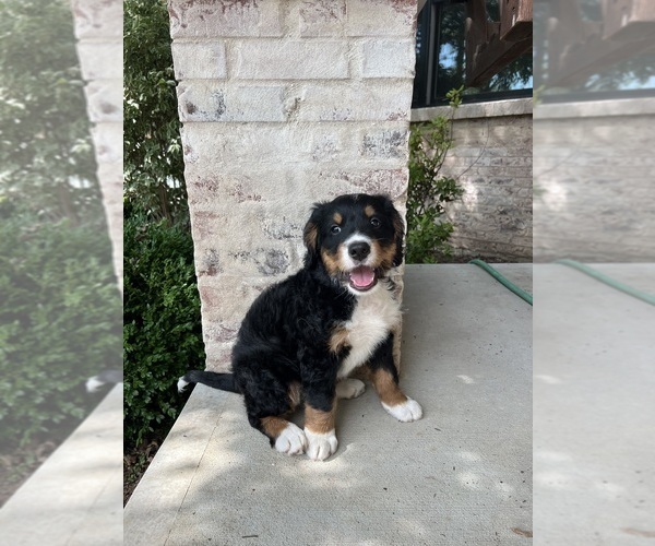 Medium Photo #29 Bernedoodle Puppy For Sale in MARTINSVILLE, IN, USA