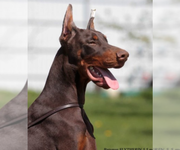 Medium Photo #27 Doberman Pinscher Puppy For Sale in FORT LAUDERDALE, FL, USA