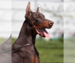 Small Photo #117 Doberman Pinscher Puppy For Sale in FORT LAUDERDALE, FL, USA