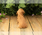 Small #45 Cocker Spaniel