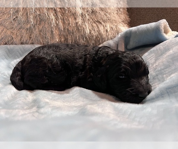 Full screen Photo #4 Bernedoodle Puppy For Sale in CONWAY, AR, USA