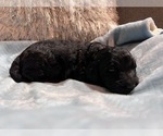 Small Photo #4 Bernedoodle Puppy For Sale in CONWAY, AR, USA