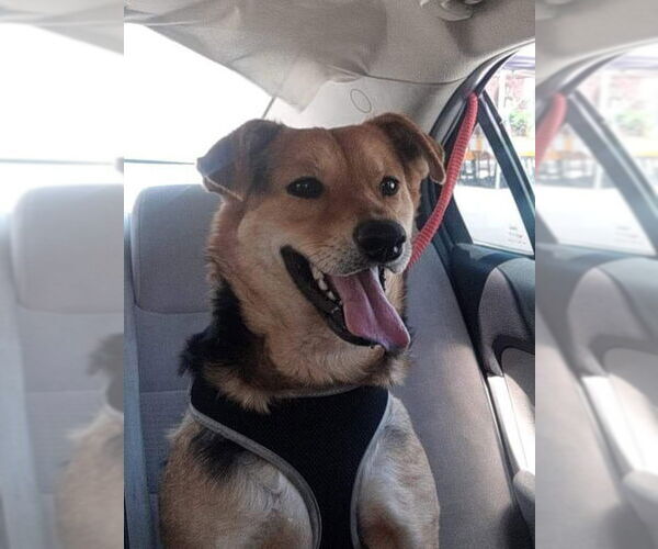 Medium Photo #2 German Shepherd Dog-Unknown Mix Puppy For Sale in Escondido, CA, USA