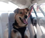 Small #1 German Shepherd Dog Mix