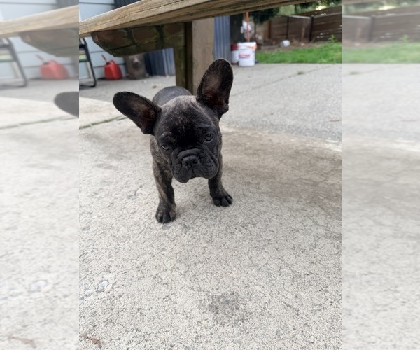 Medium Photo #4 French Bulldog Puppy For Sale in BONNEY LAKE, WA, USA
