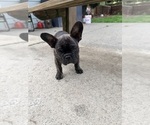 Baby boy - Male French Bulldog Puppy for Sale - Photo #4