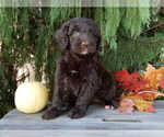 Small #1 Labradoodle