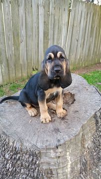 Medium Photo #1 Bloodhound Puppy For Sale in CONROE, TX, USA