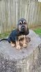 Small Photo #1 Bloodhound Puppy For Sale in CONROE, TX, USA