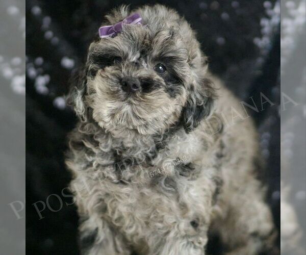 Medium Photo #3 Poodle (Toy) Puppy For Sale in WARSAW, IN, USA