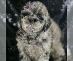Small #2 Poodle (Toy)