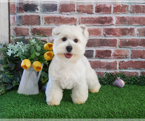 Medium Photo #13 West Highland White Terrier Puppy For Sale in SYRACUSE, IN, USA