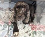 Small #7 Cocker Spaniel