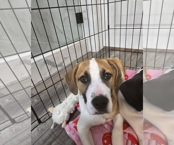 Medium Photo #2 Labrador Retriever-Unknown Mix Puppy For Sale in Ball Ground, GA, USA