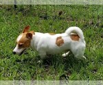 Small Photo #1 Jack Russell Terrier Puppy For Sale in ORANGE CITY, FL, USA