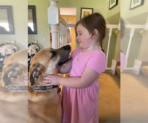 German Shepherd Dog-Unknown Mix Dogs for adoption in Glen Haven, WI, USA