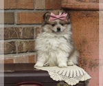 Small Photo #2 Pomeranian Puppy For Sale in BLUFORD, IL, USA