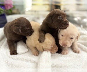 Labrador Retriever Puppy for sale in FORT LAUDERDALE, FL, USA