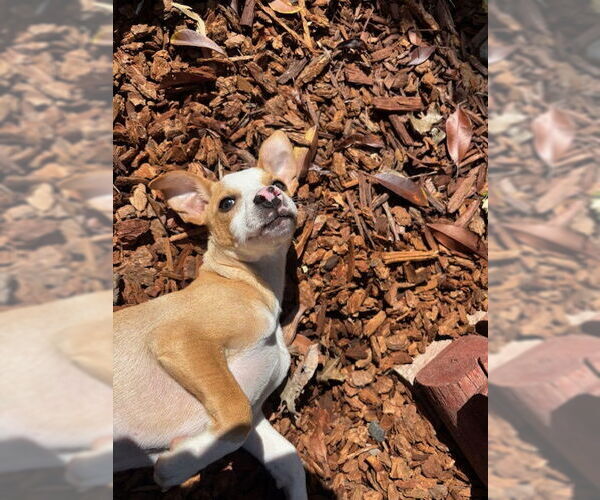 Medium Photo #3 Chihuahua-Unknown Mix Puppy For Sale in Visalia, CA, USA