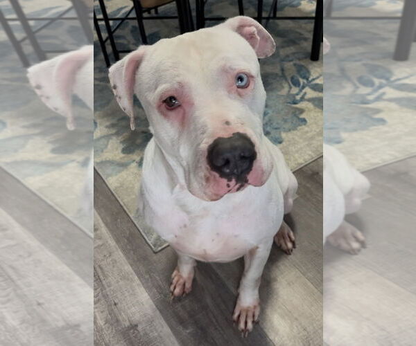 Medium Photo #1 American Bulldog-Unknown Mix Puppy For Sale in Sistersville, WV, USA