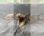 Small #14 Dachshund