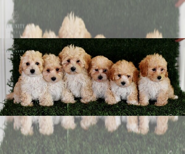 Medium Photo #2 Maltipoo Puppy For Sale in MILL HALL, PA, USA
