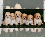 Small Photo #2 Maltipoo Puppy For Sale in MILL HALL, PA, USA