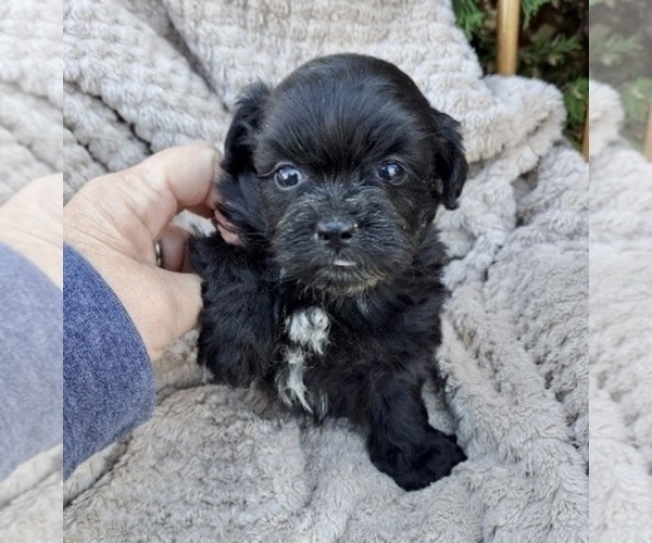 Medium Photo #14 ShihPoo Puppy For Sale in CLARE, MI, USA