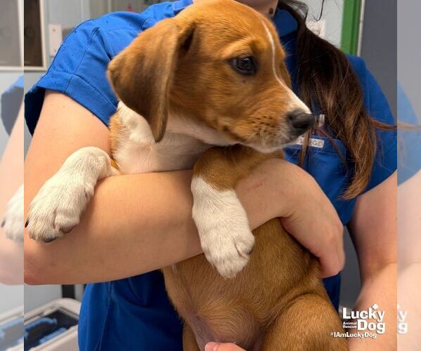 Medium Photo #3 Labbe Puppy For Sale in Washington, DC, USA