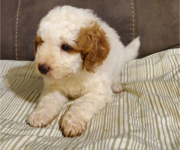 Medium Photo #20 Bernedoodle (Miniature) Puppy For Sale in LEETONIA, OH, USA