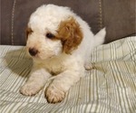 Small #19 Bernedoodle (Miniature)