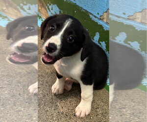 Australian Shepherd-Unknown Mix Dogs for adoption in Rustburg, VA, USA