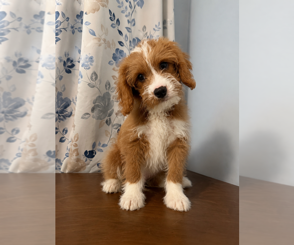 Medium Photo #13 Cavapoo (Miniature) Puppy For Sale in DURHAM, CT, USA