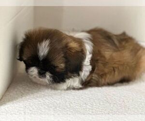 Shih Tzu Puppy for sale in RICEVILLE, TN, USA