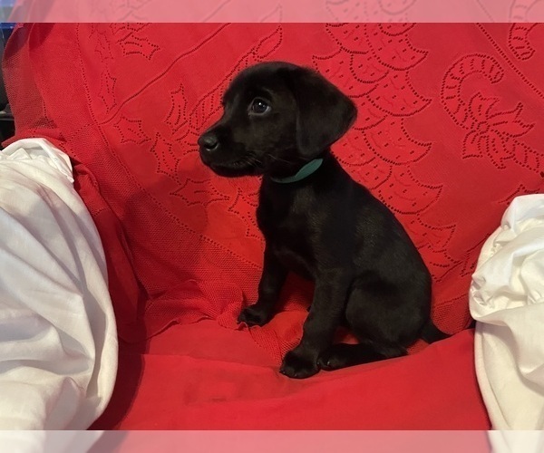 Medium Photo #17 Labrador Retriever Puppy For Sale in REDDING, CA, USA