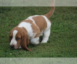 Small #2 Basset Hound