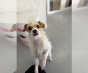 Mutt Dogs for adoption in Studio City, CA, USA
