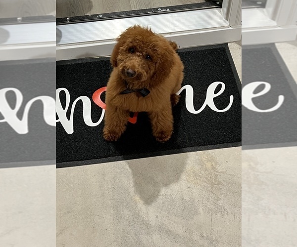 Medium Photo #1 Poodle (Miniature) Puppy For Sale in PEACHTREE CITY, GA, USA