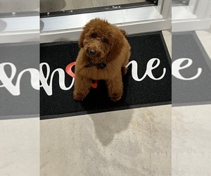 Poodle (Miniature) Puppy for sale in PEACHTREE CITY, GA, USA