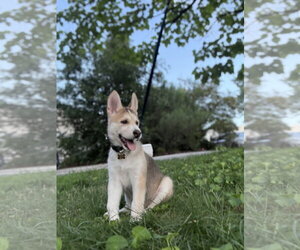 Medium Siberian Husky-pomeranian spitz Mix