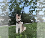 Small Photo #1 Siberian Husky-pomeranian spitz Mix Puppy For Sale in Holly Springs, NC, USA