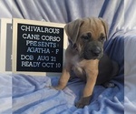 Small Photo #5 Cane Corso Puppy For Sale in MINERAL WELLS, WV, USA