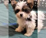 Small #1 Yorkshire Terrier