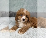 Image preview for Ad Listing. Nickname: Charlotte